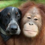 Surya et Roscoe