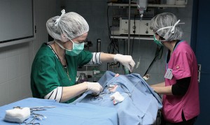 Chirurgie Vétérinaire