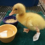 Buttercup le canneton atteint d'une infirmité