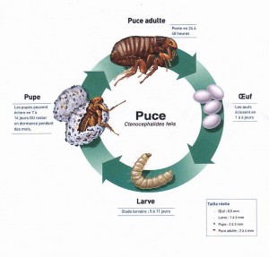 95% des puces sont dans l'environnement et non sur l'animal, il n'est donc pas rare de ne pas trouver de puce sur un animal qui se fait dévorer.