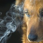 Tabagisme passif chez les animaux de compagnie
