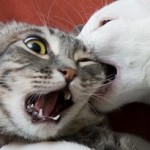 morsure entre chat