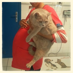 Une femme enceinte et son chat