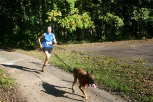 Galipette la sportive chienne Berger Malinois en pleine séance de canicross.